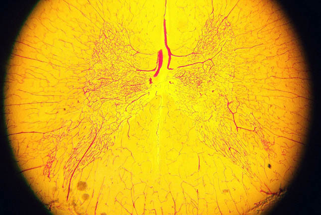 CAT MEDULLA SLIDE