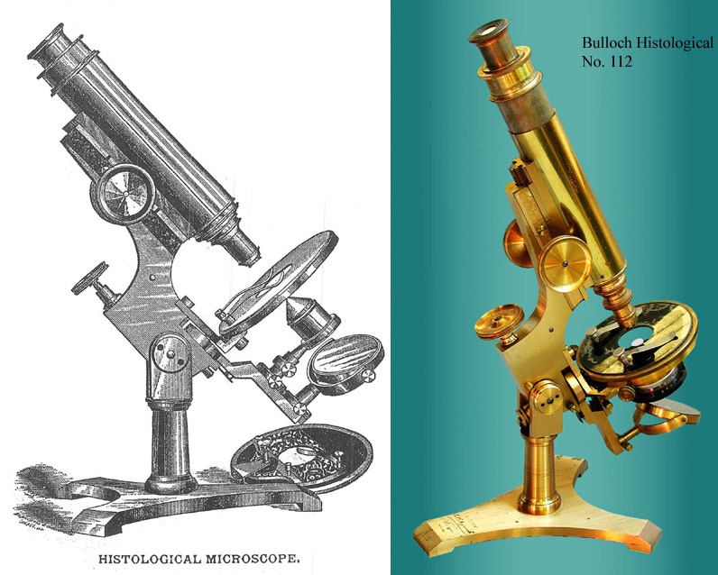 Bulloch Histological