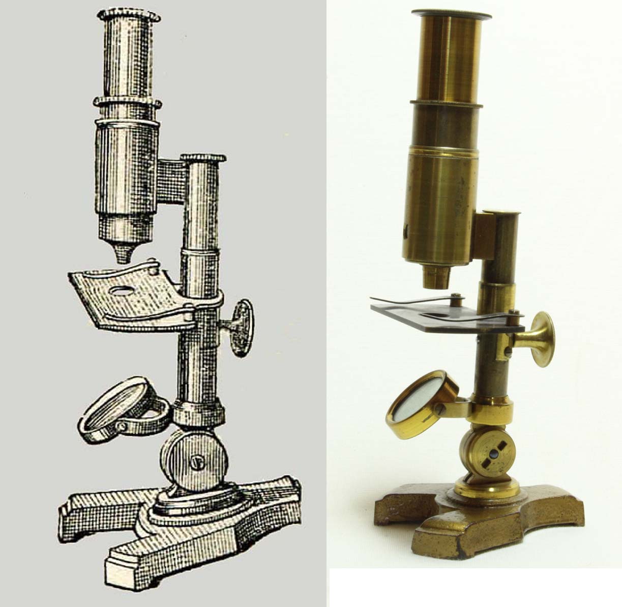 Lutz microscope