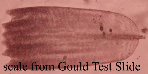 scale from Gould's slide