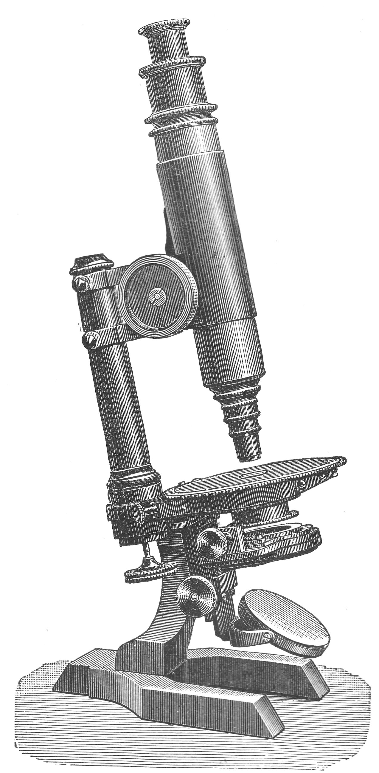 Engraving of Seibert No. 2 from Van Heurck 1983