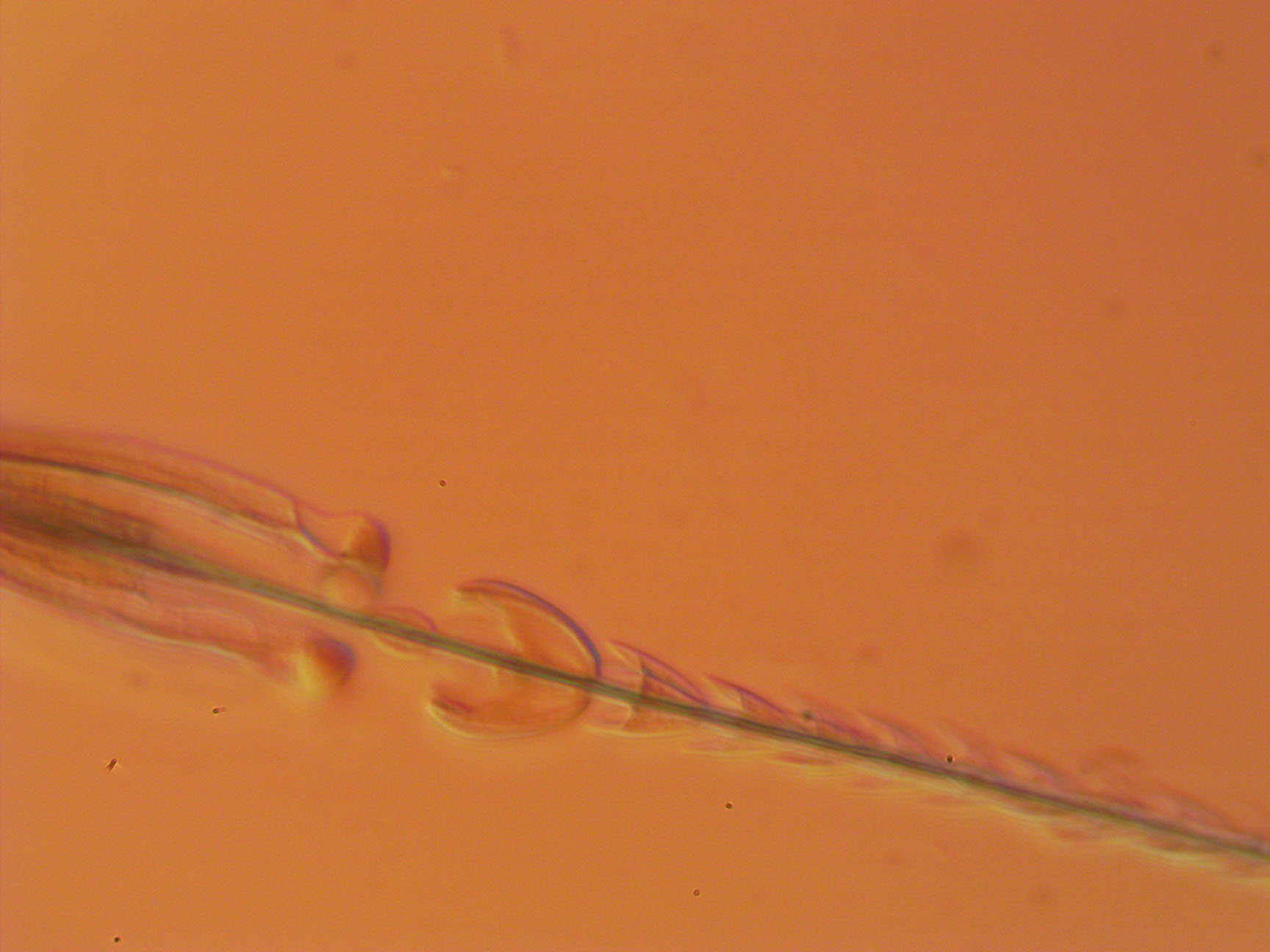 HAIR OF DERMESTES