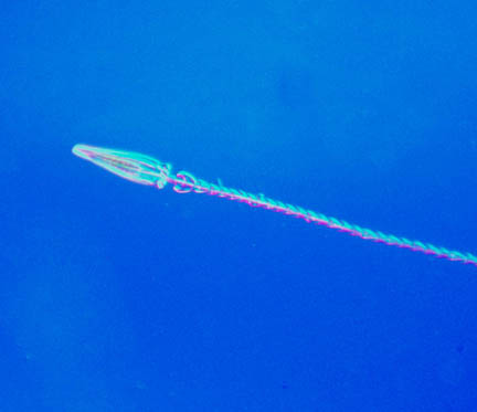 Hairs of Larva of Dermestes lardarius