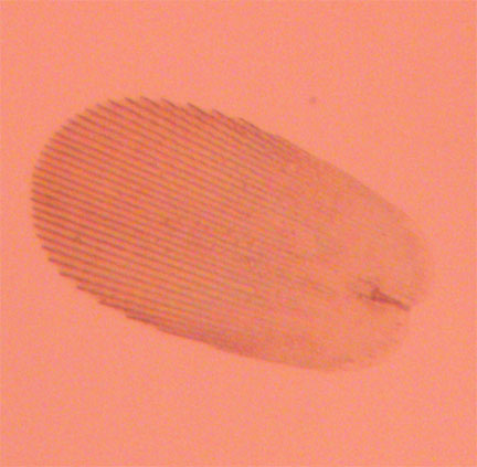 Lepisma saccharina
