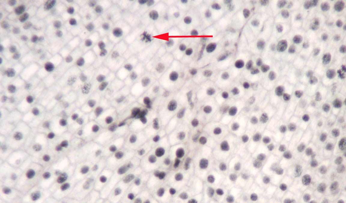 P. angulatum brightfield