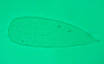 Podura Scales