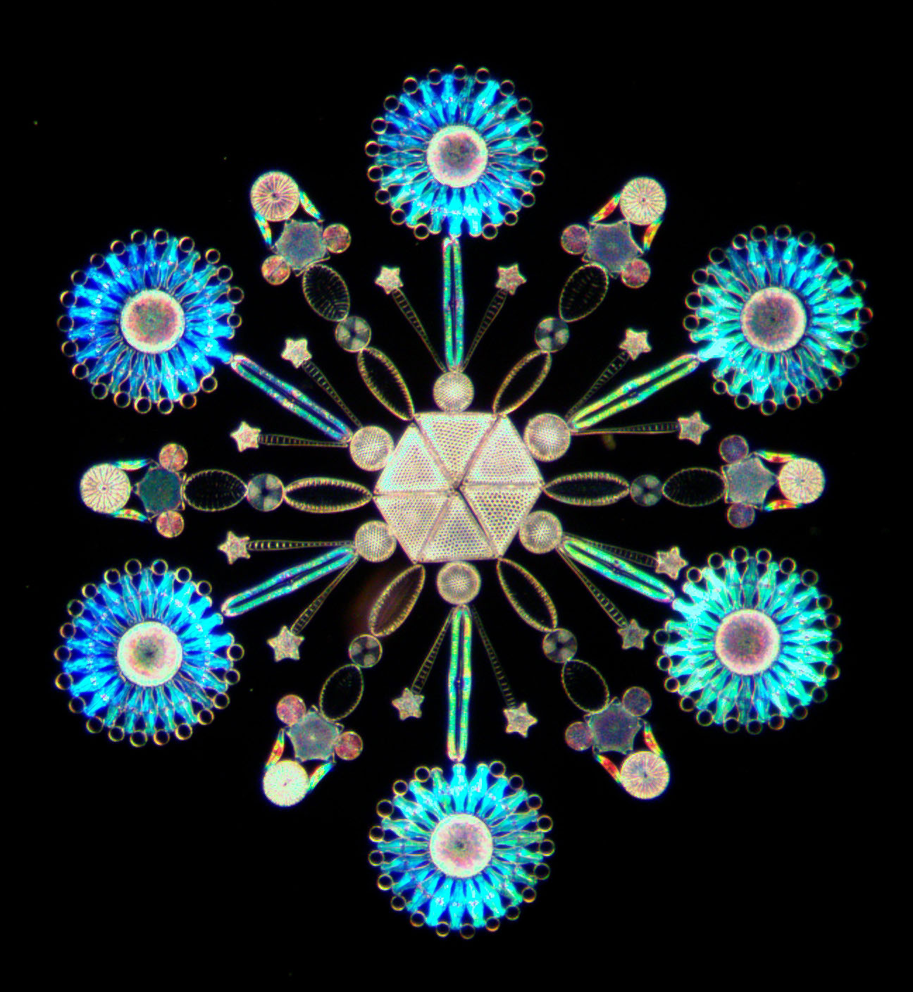 Diatom Arrangement like a snowflake