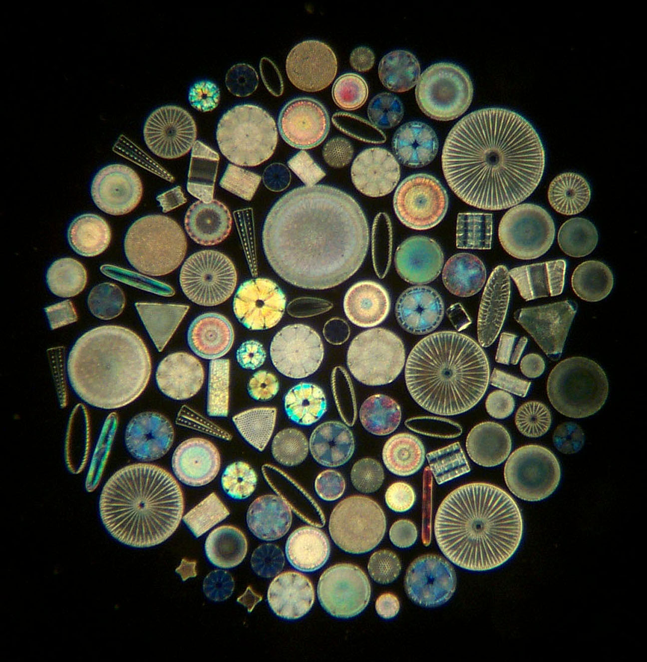 Diatoms arranged in Circle
