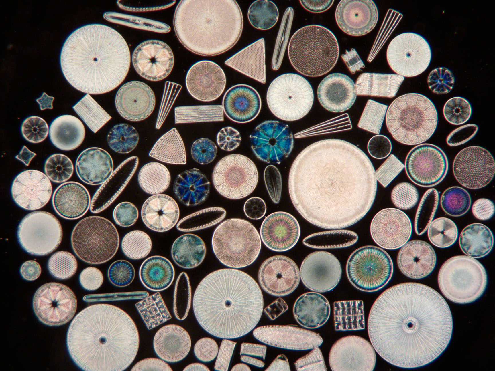 Diatoms arranged in Circle