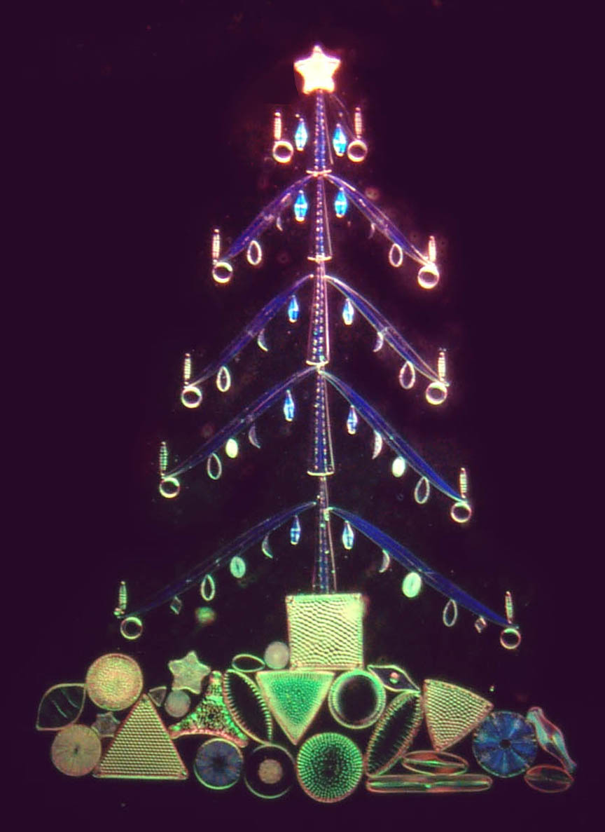 Diatoms arranged as Christmas tree