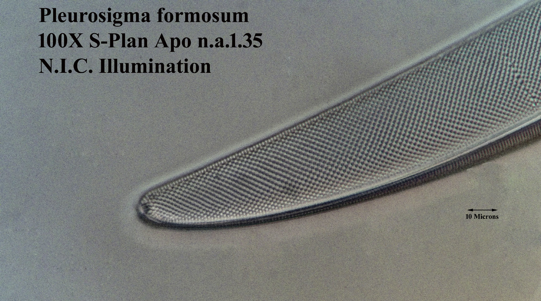 p-formosum