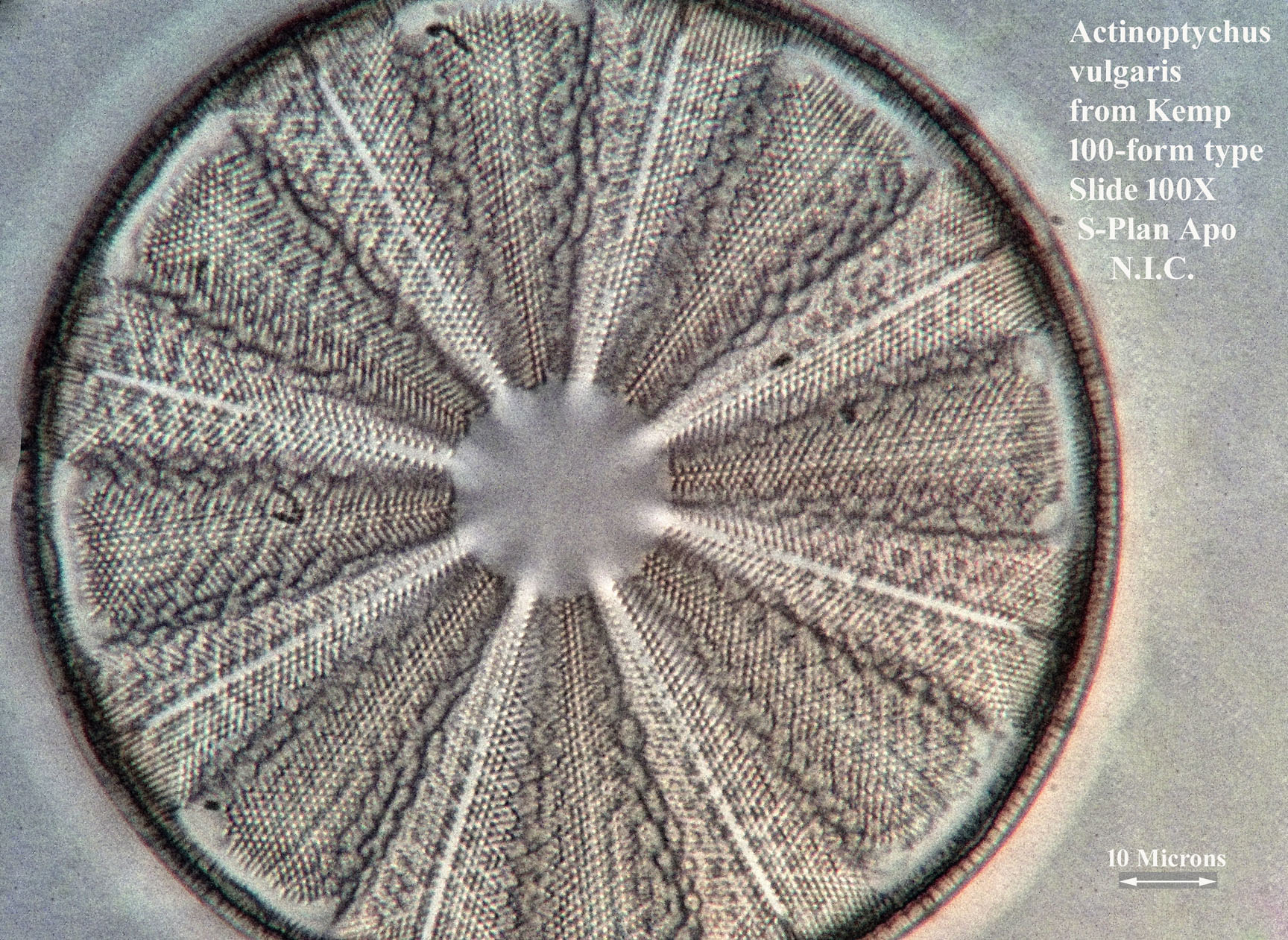 Actinoptychus vulgaris