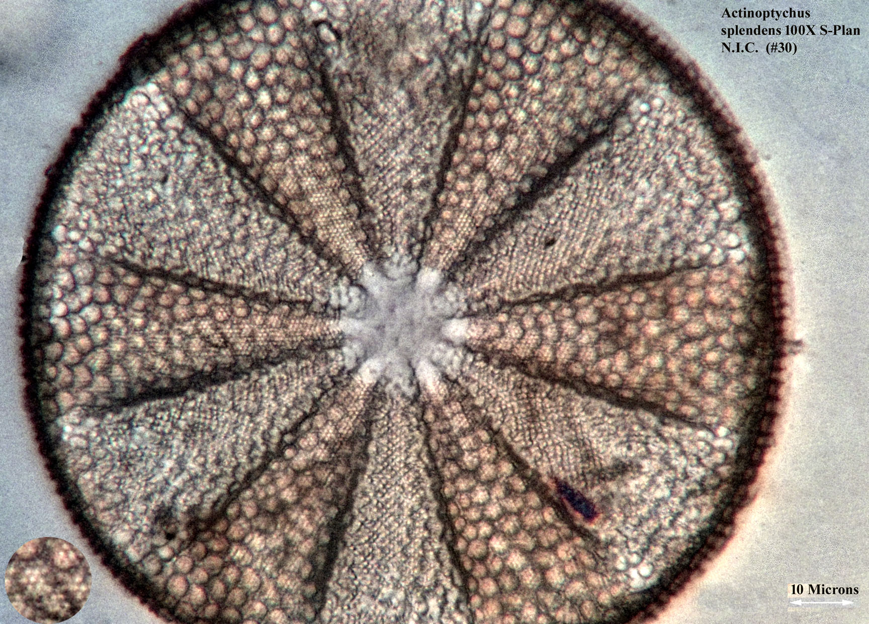 Actinoptychus splendens