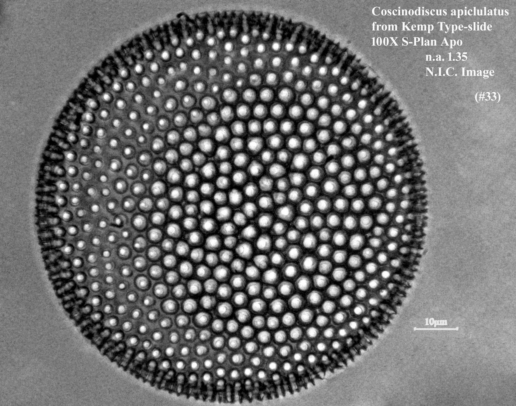 Coscinodiscus apiculatus