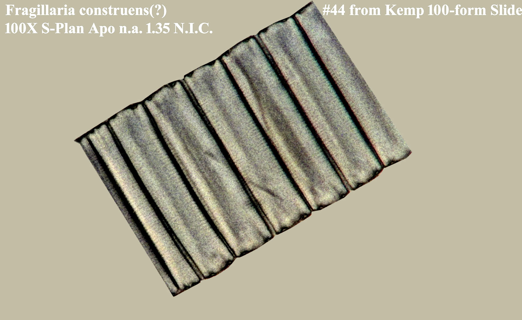 Fragillaria construens(?)