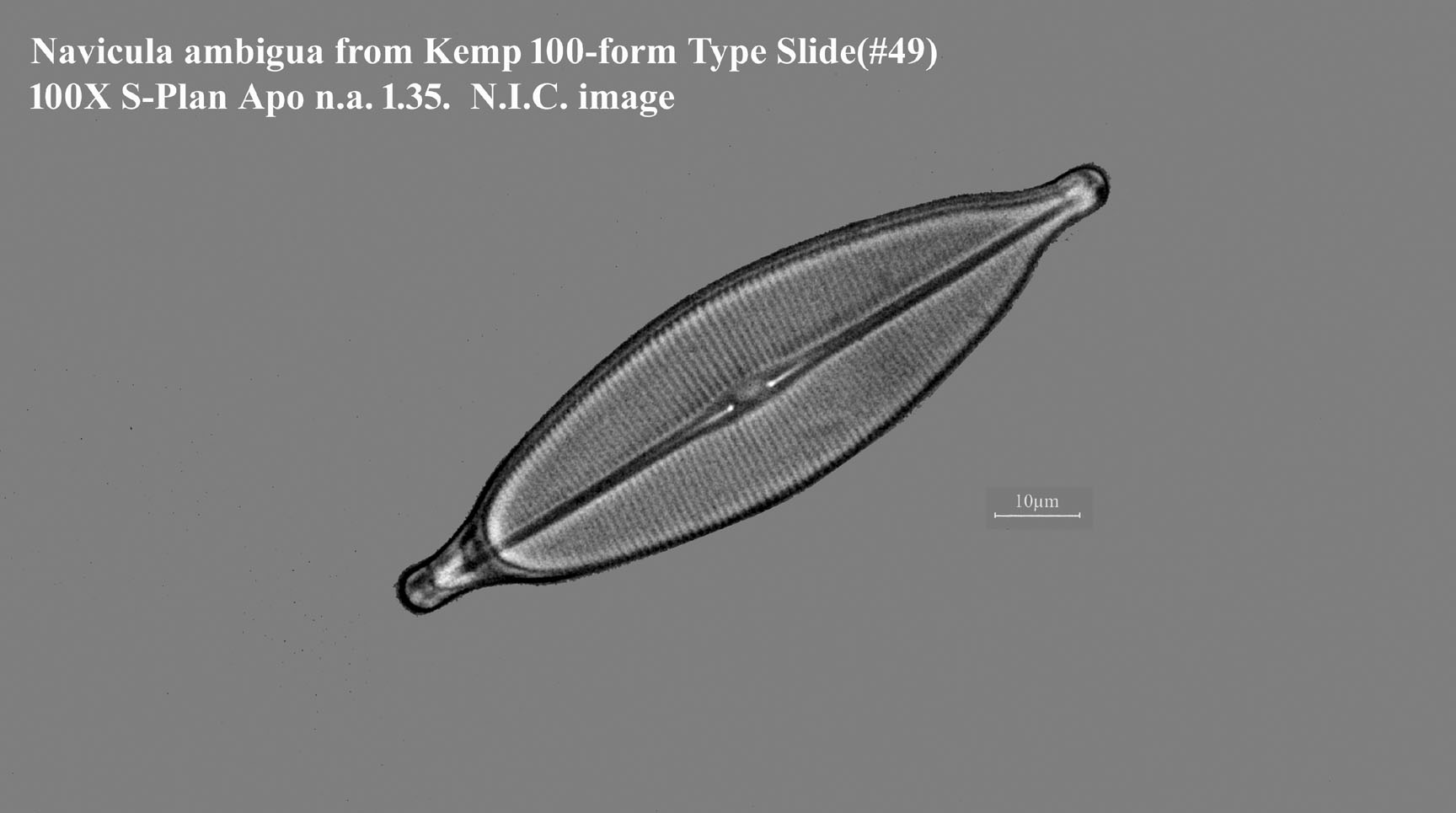 #49:Navicula ambigua
