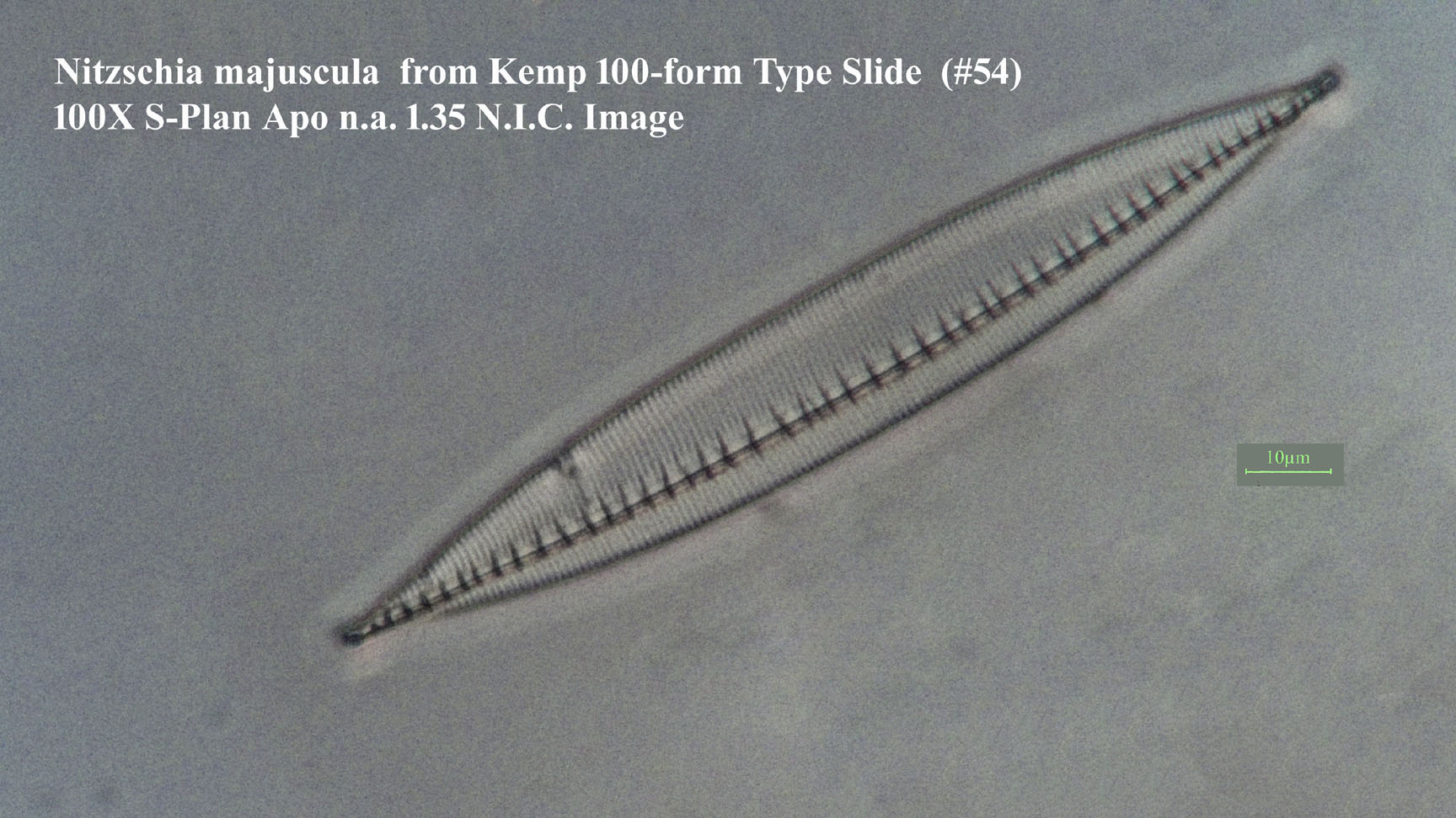 Nitschia majuscula