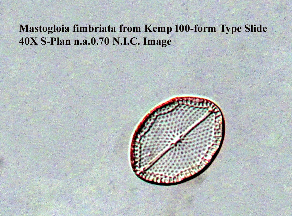 Mastogloia fimbriata
