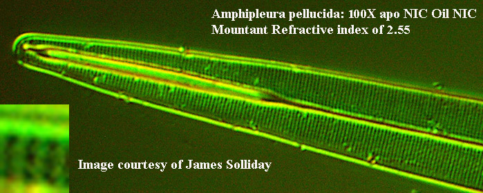 A. pellucida