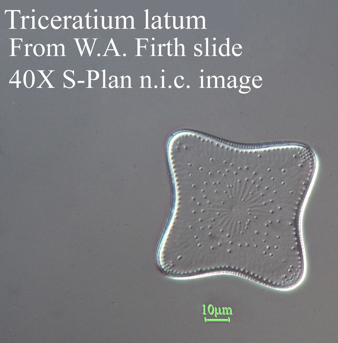 Traceratium latum diatom