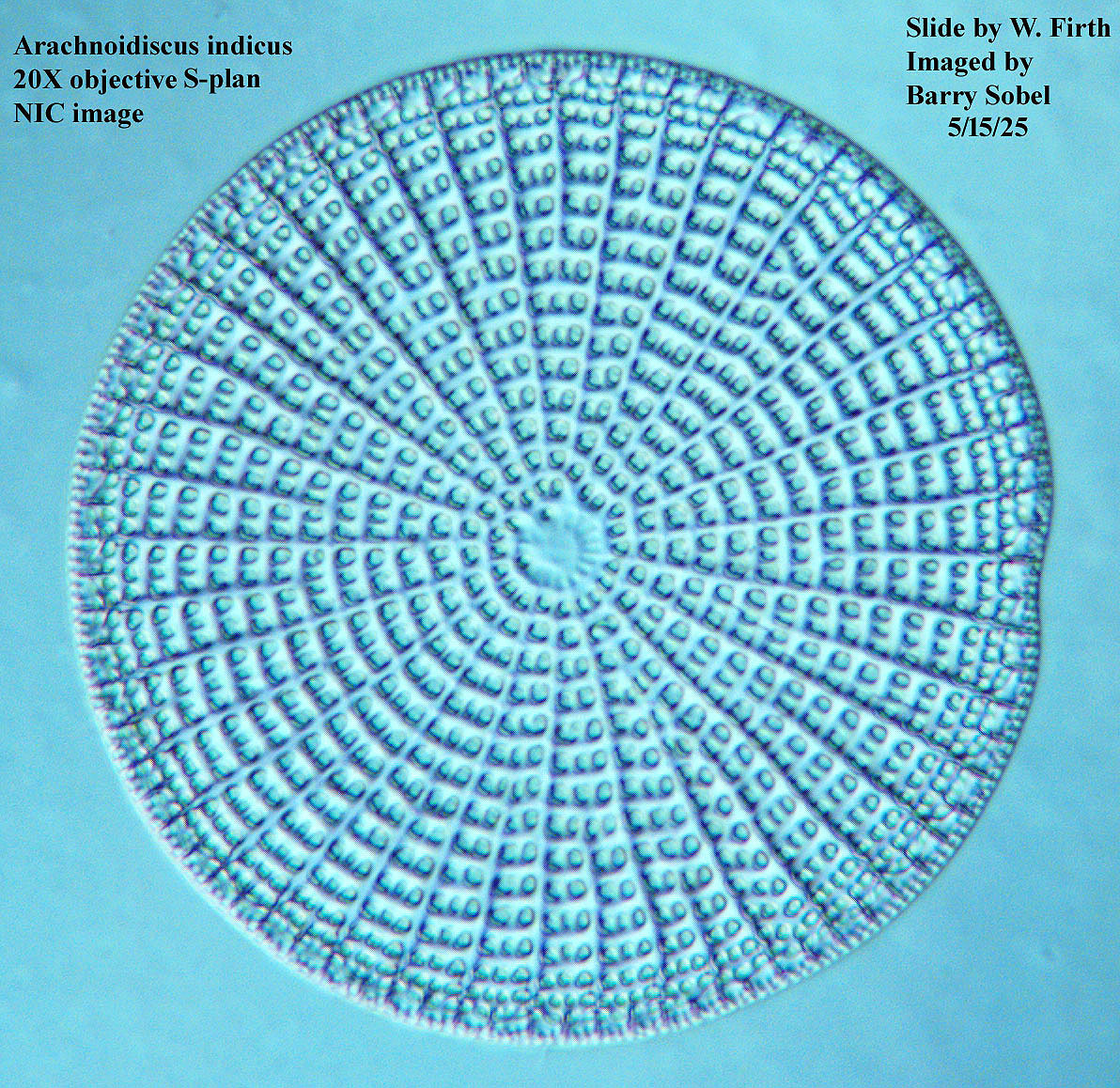 diatom