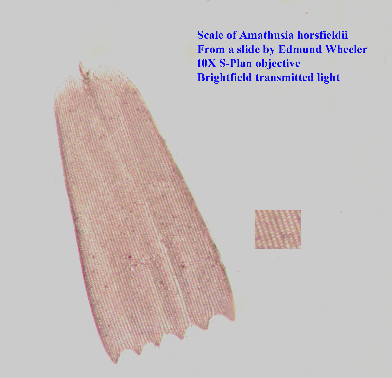 scale
