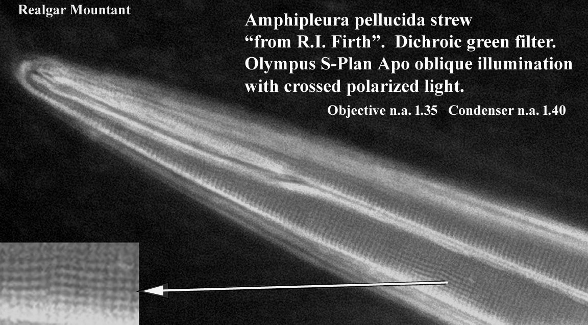 diatom