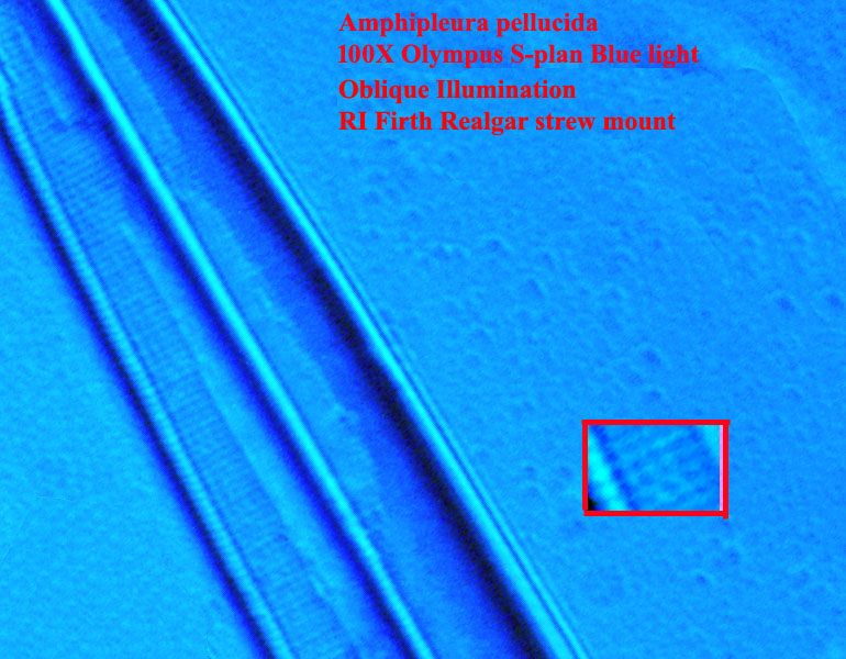 diatom