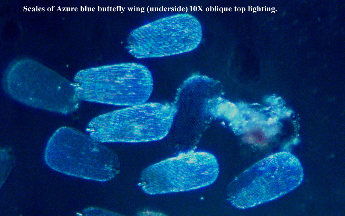 Scale of Azure Blue 10X