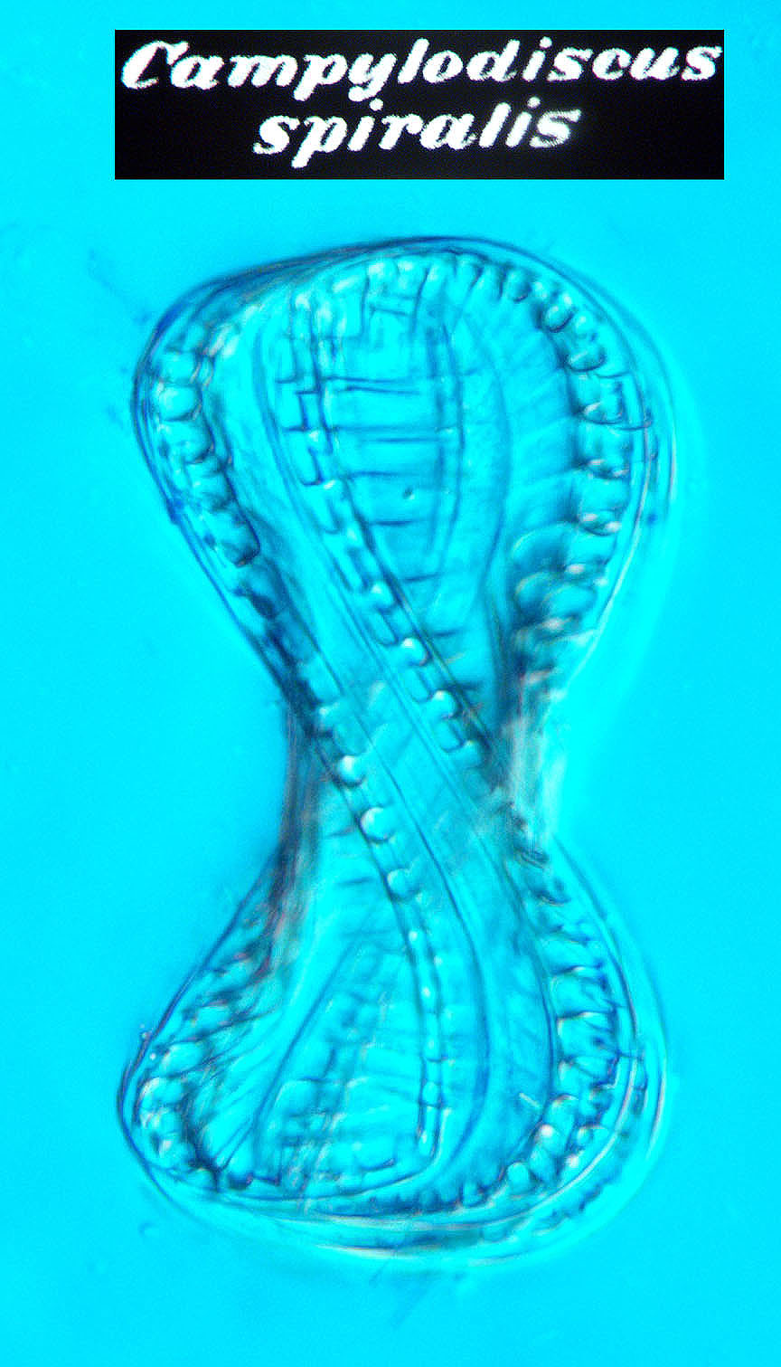 campspiralis