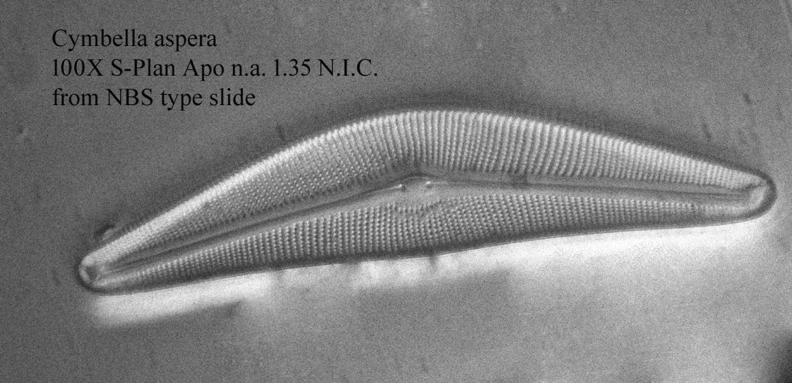 diatom