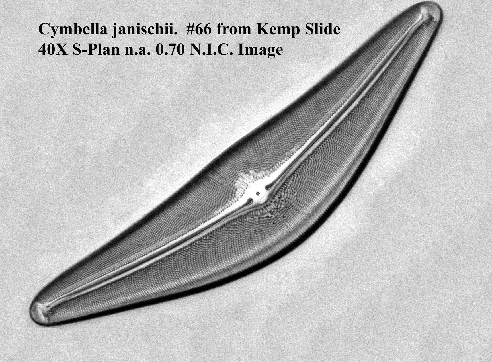 Cymbella janischii