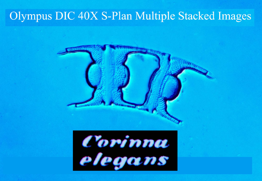 celegans