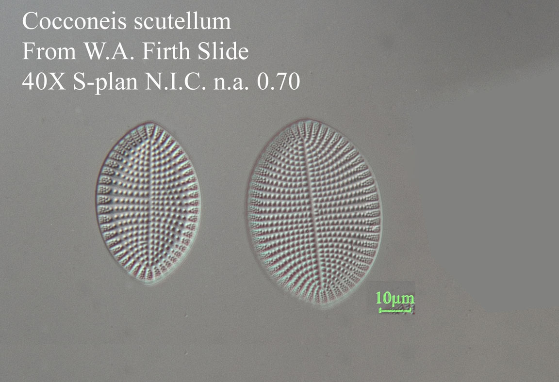 Cocconeis scutellum diatom