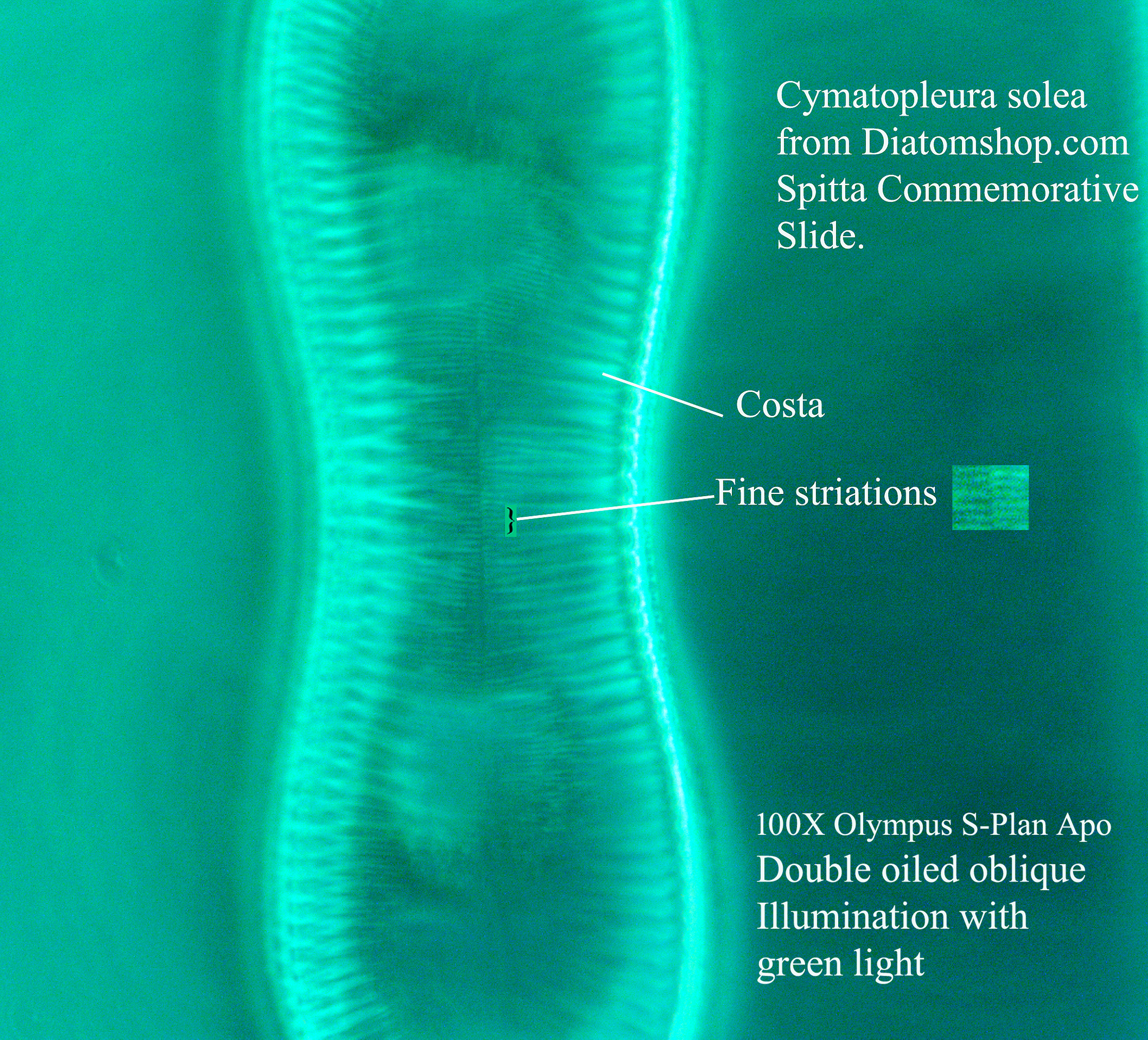 C.solea 100X oigreen