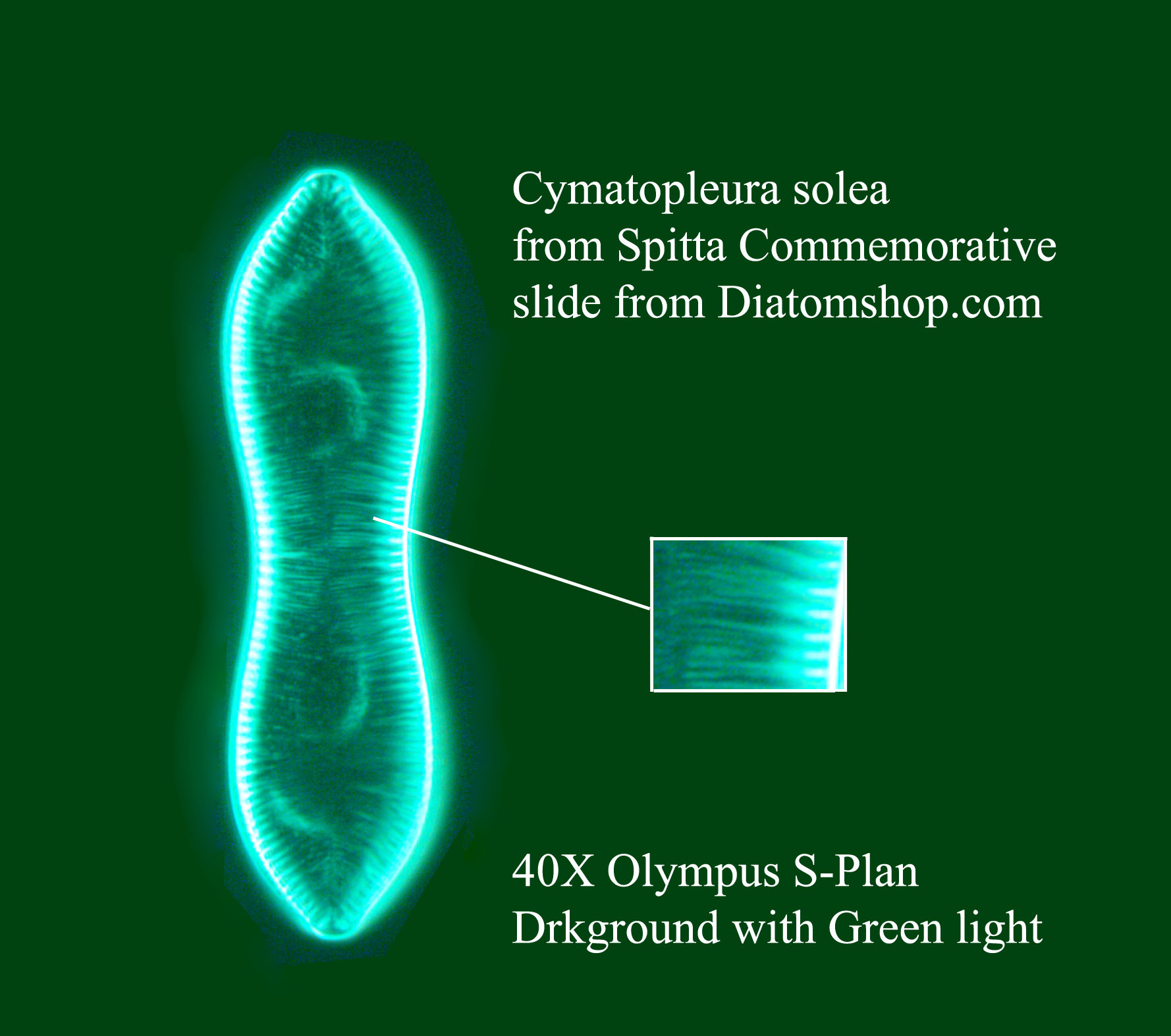 C.solea 40X darkground green