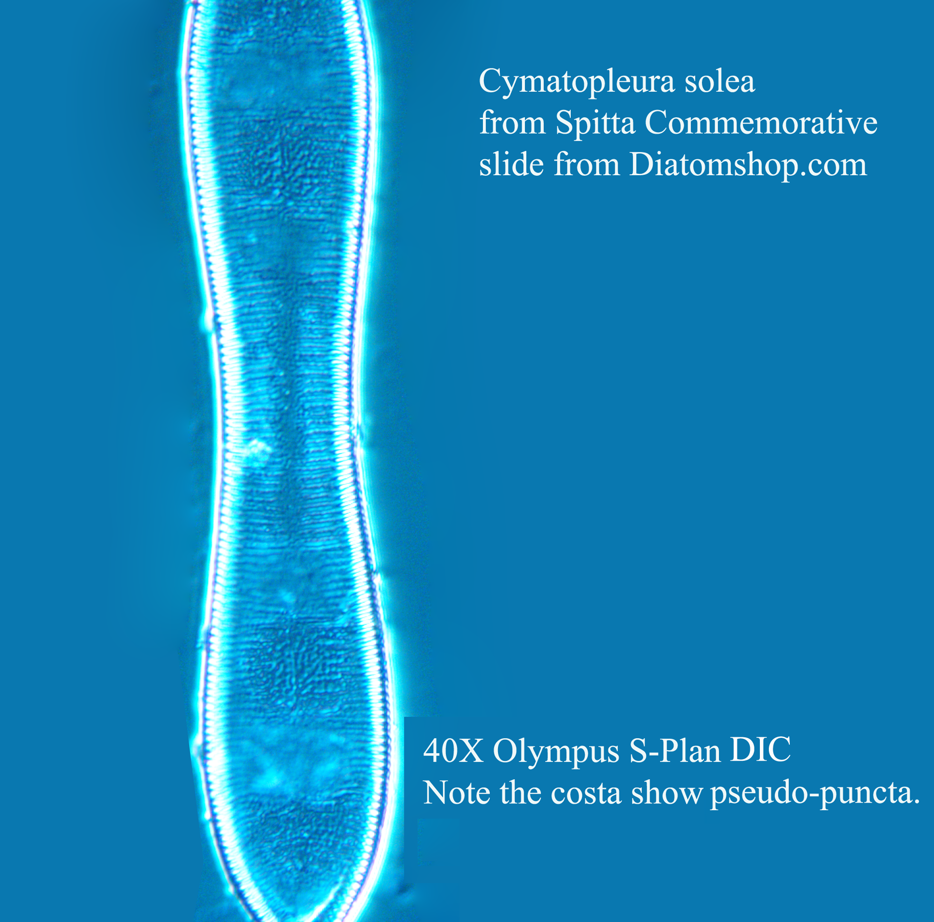 C.solea 40X dic