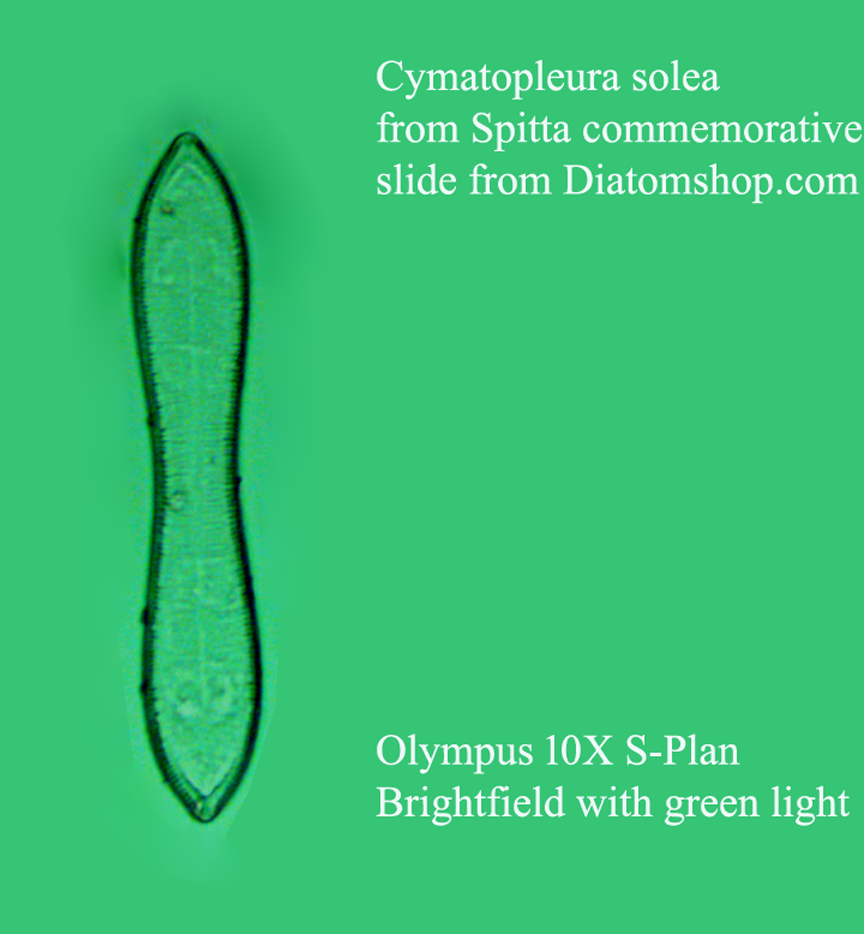 C.solea 10X