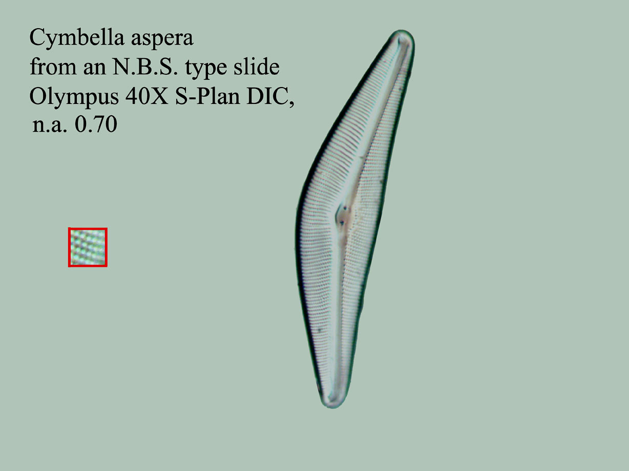 diatom
