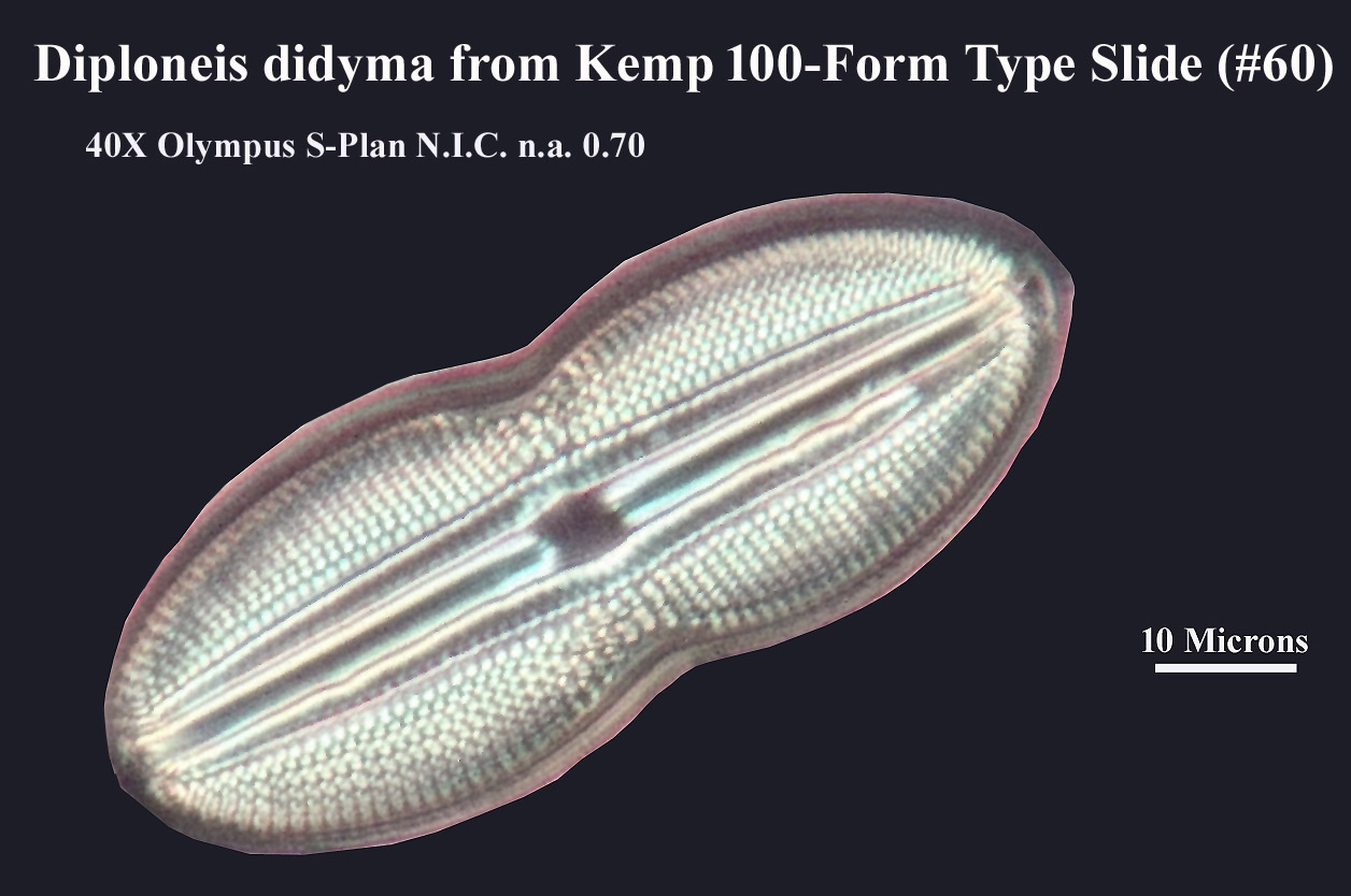 Diploneis didyma