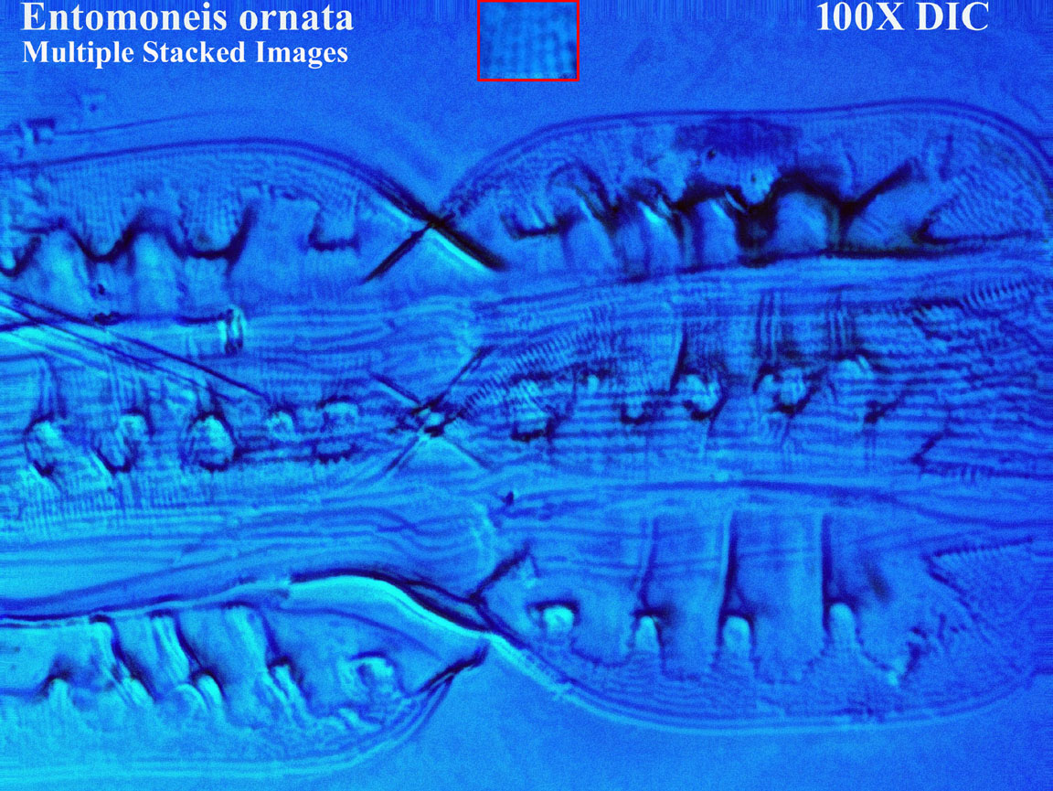 diatom