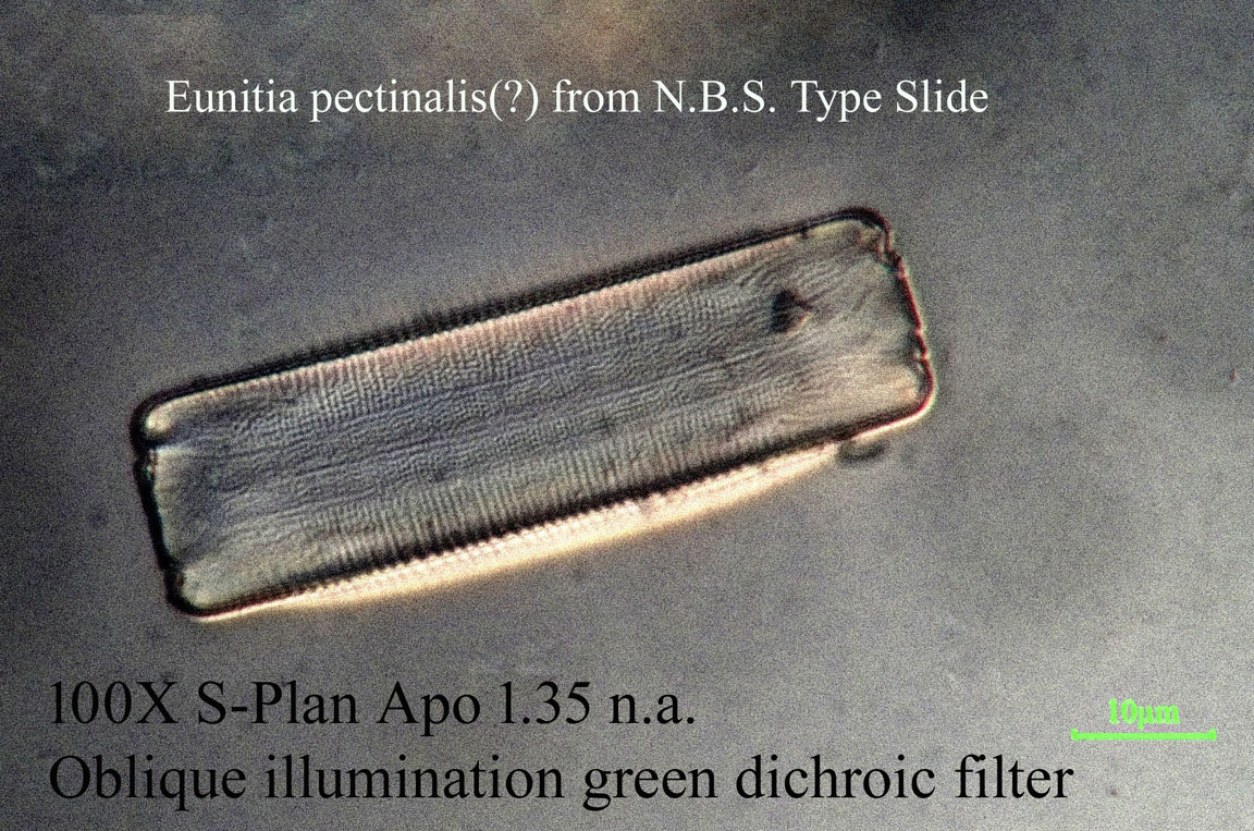 diatom