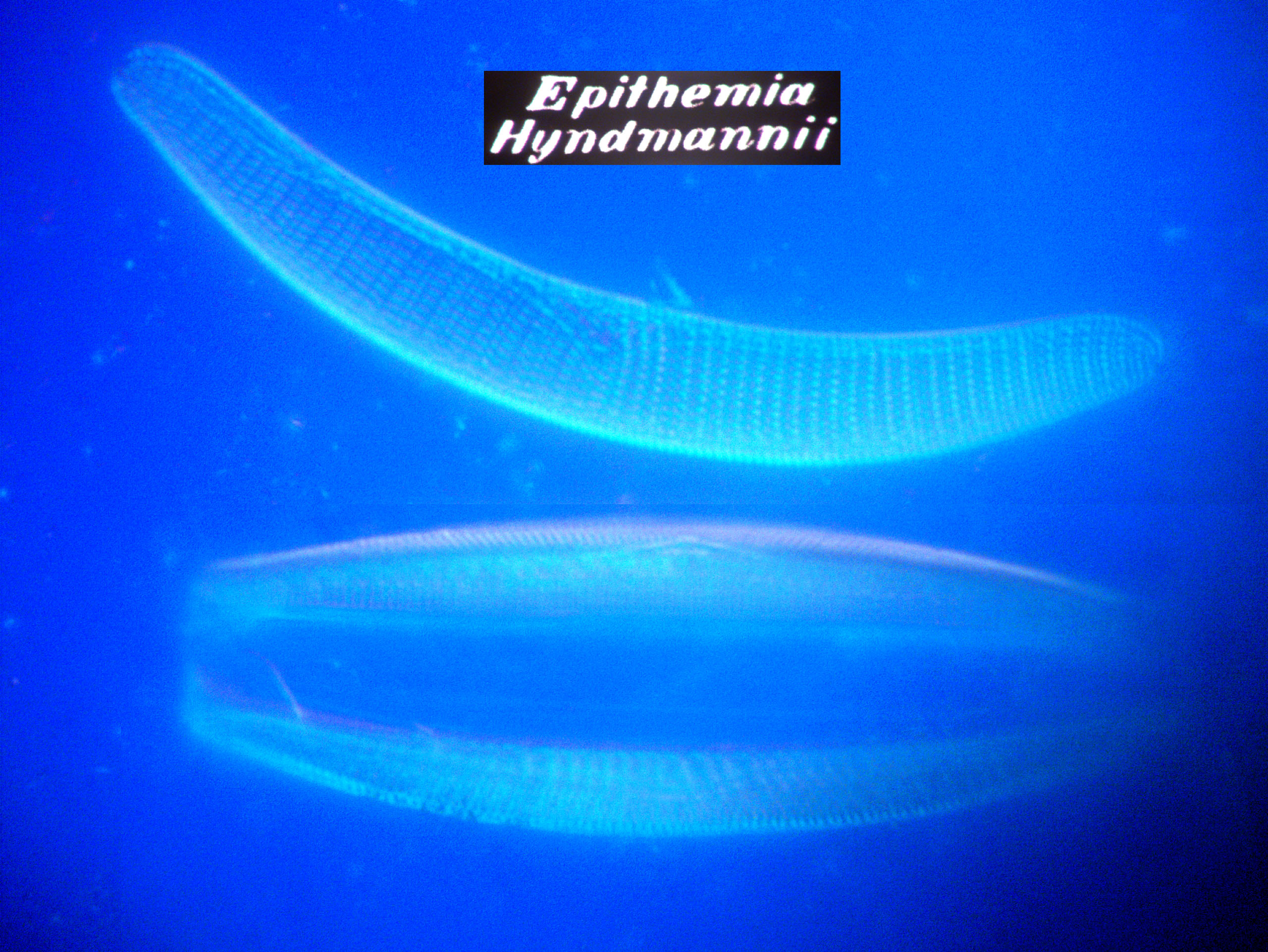 epithemia hyndmannii