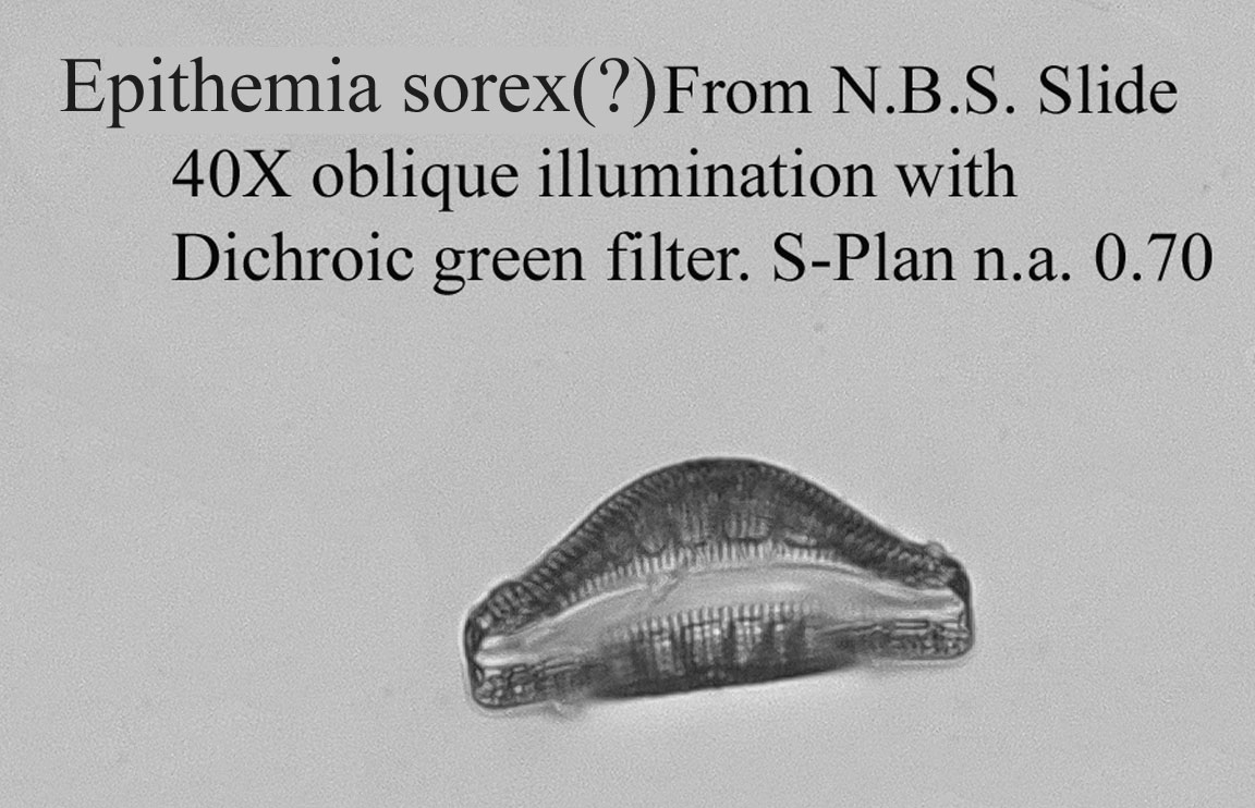 diatom