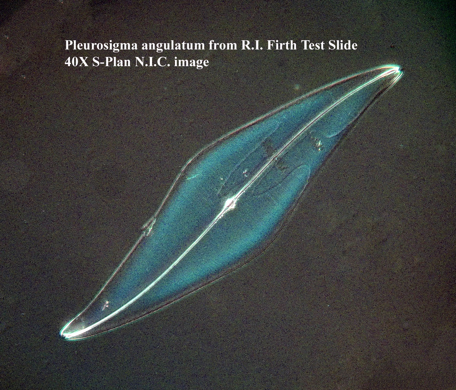P. angulatum 40X NIC