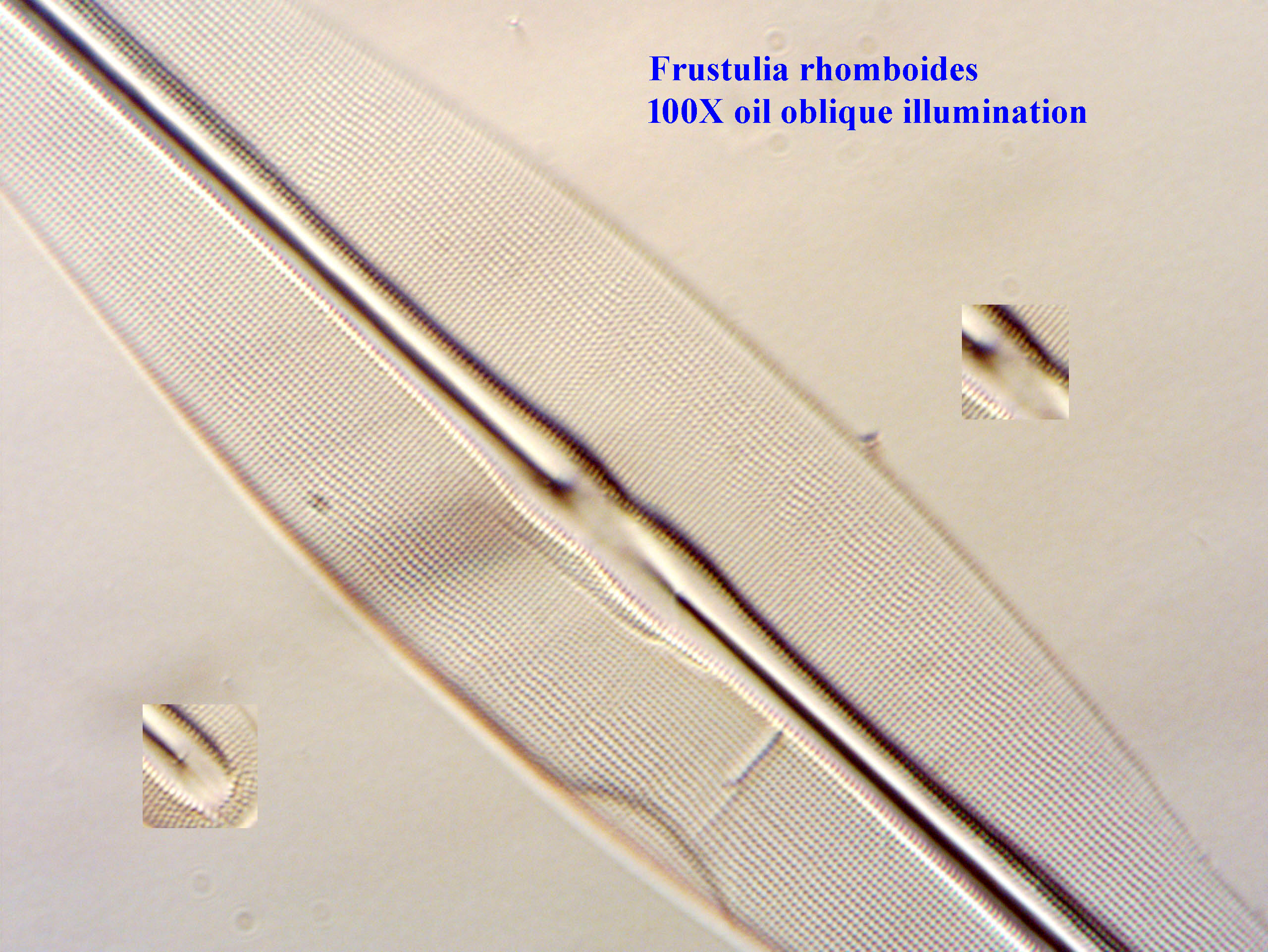 Firth test slide