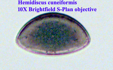 Hemidiscus cuneiformis
