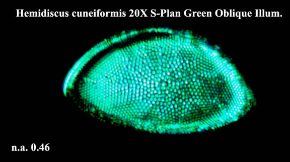 Hemidiscus cuneiformis