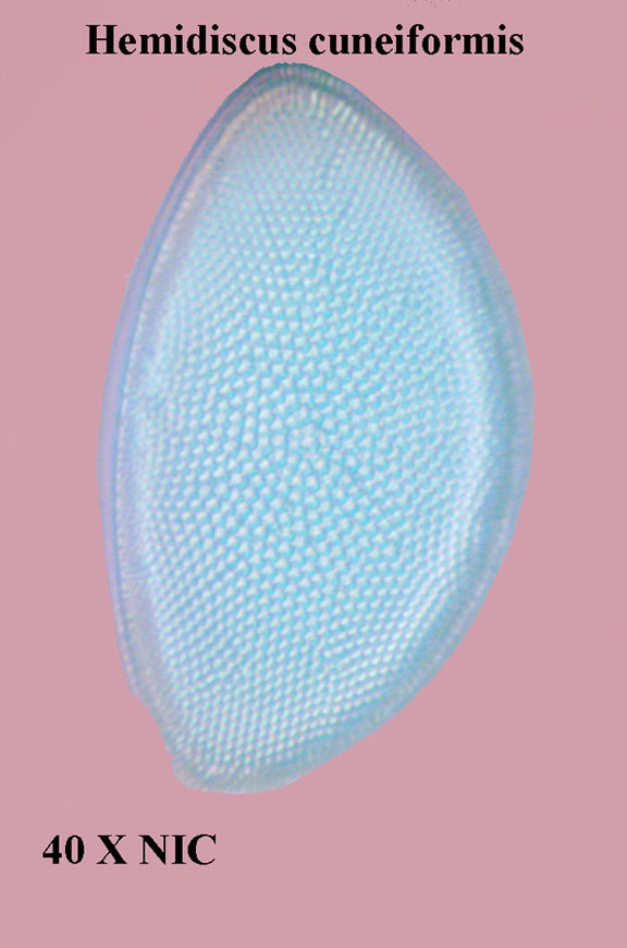 Hemidiscus cuneiformis