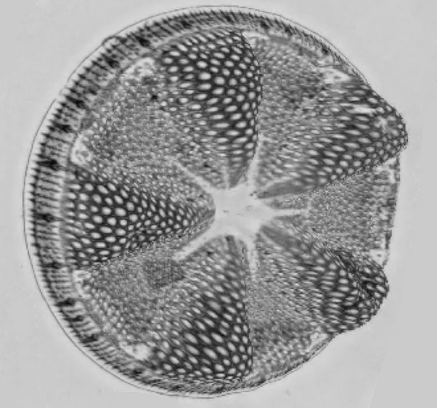 diatom